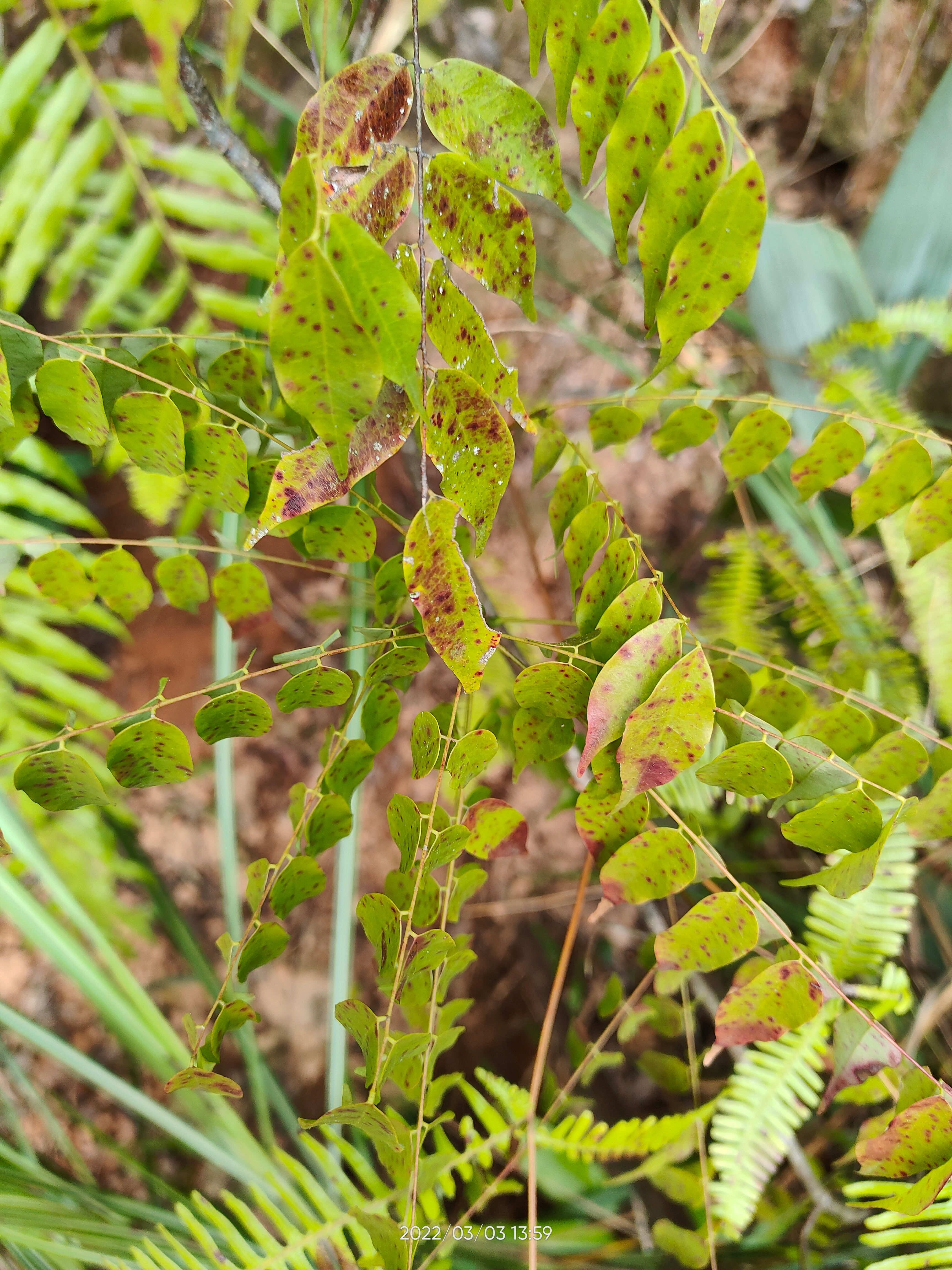 红藤 大山中草药小叶红叶藤 牛栓藤红叶藤 根茎枝叶 新鲜现采