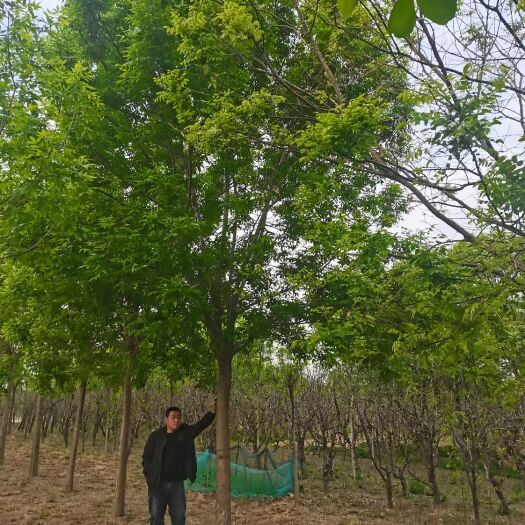 无棣县18公分白蜡，10公分白蜡大量供应