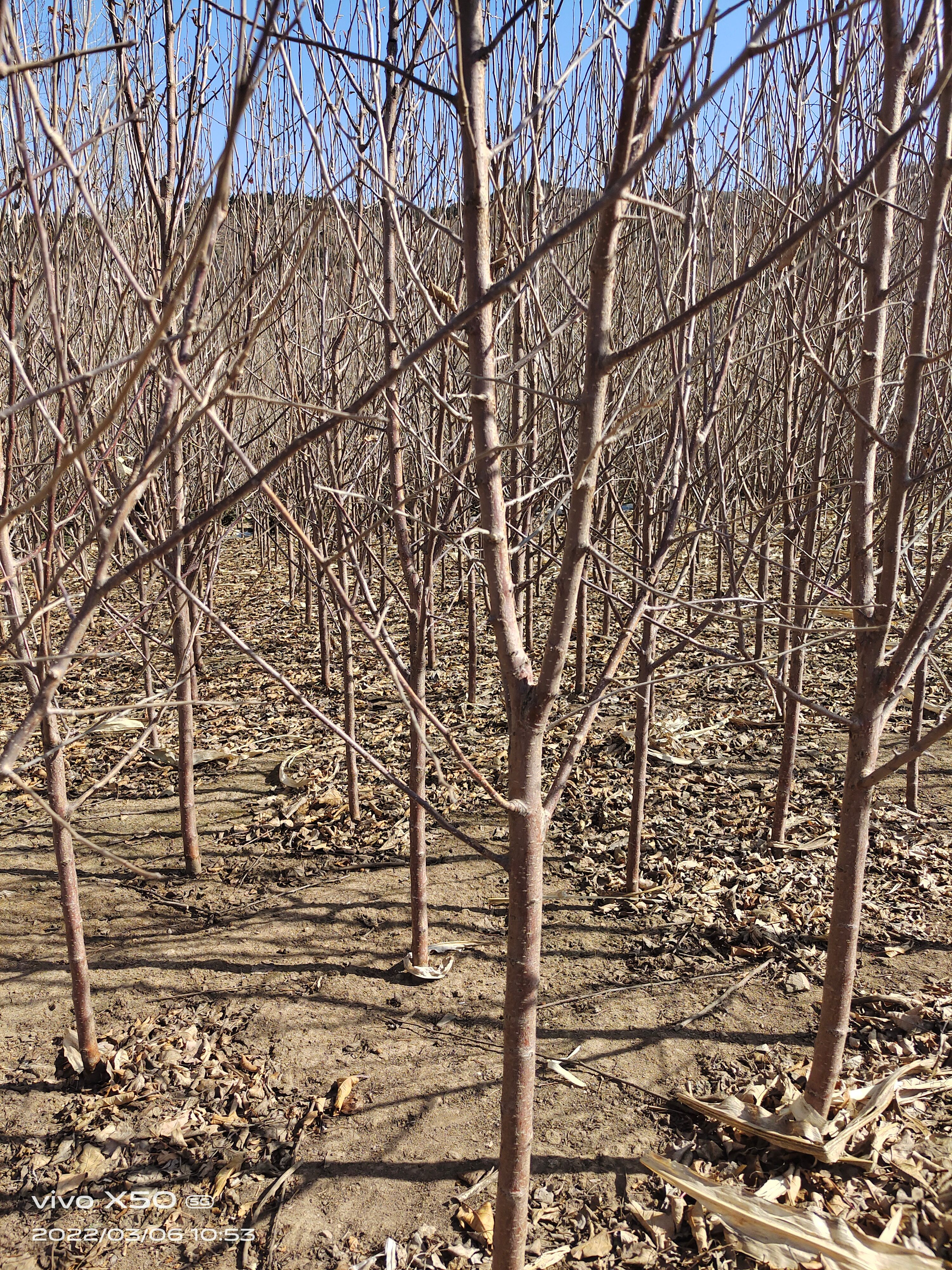 沙果树苗 大量供应123苹果苗，产地货源充足，抗寒能力强
