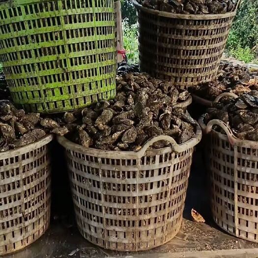 诏安县长牡蛎 一直都是这样的货色