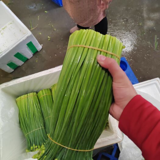  供港韭菜花，短花，自产自销