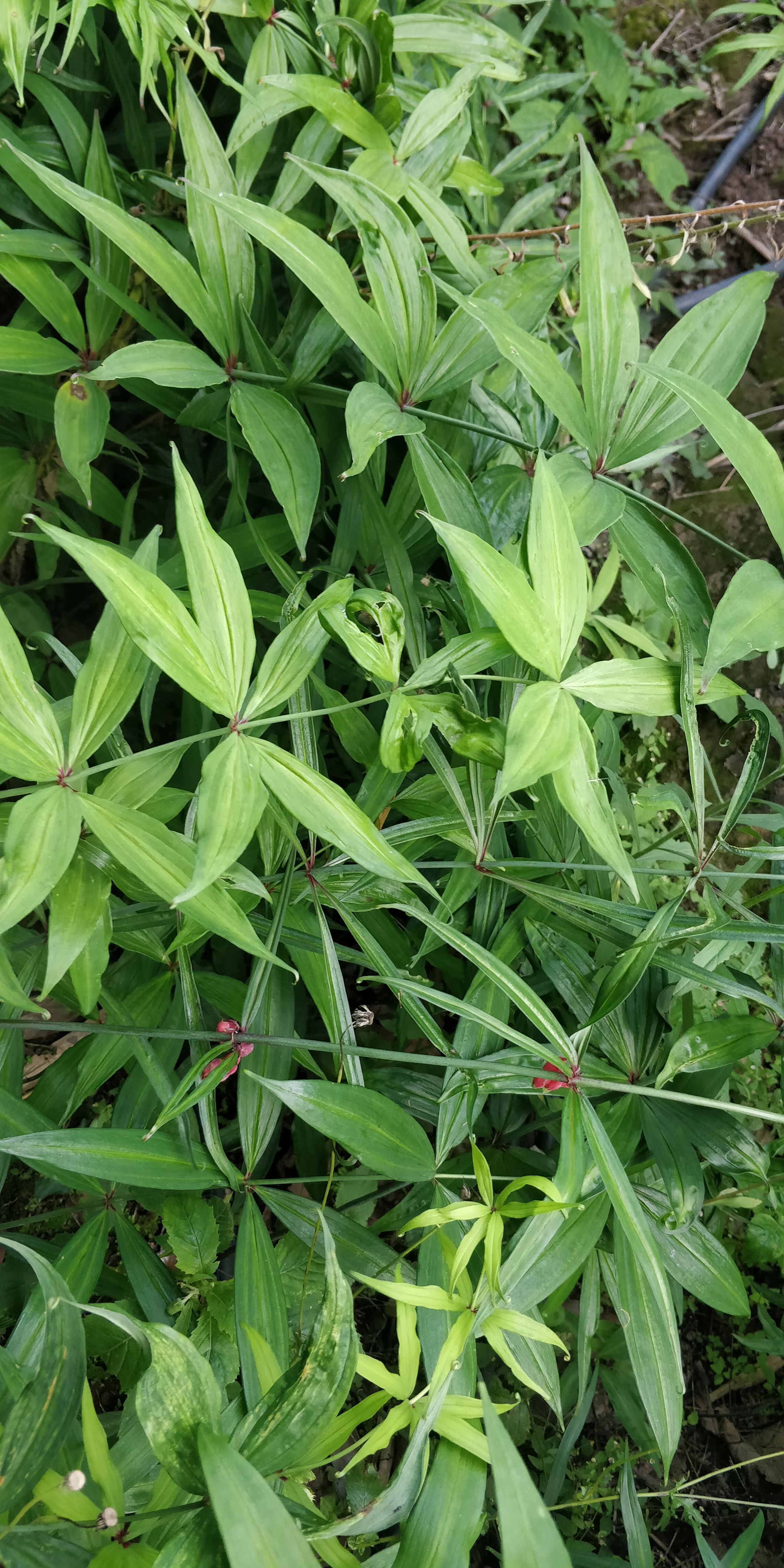 黄精种苗  红花滇黄精苗