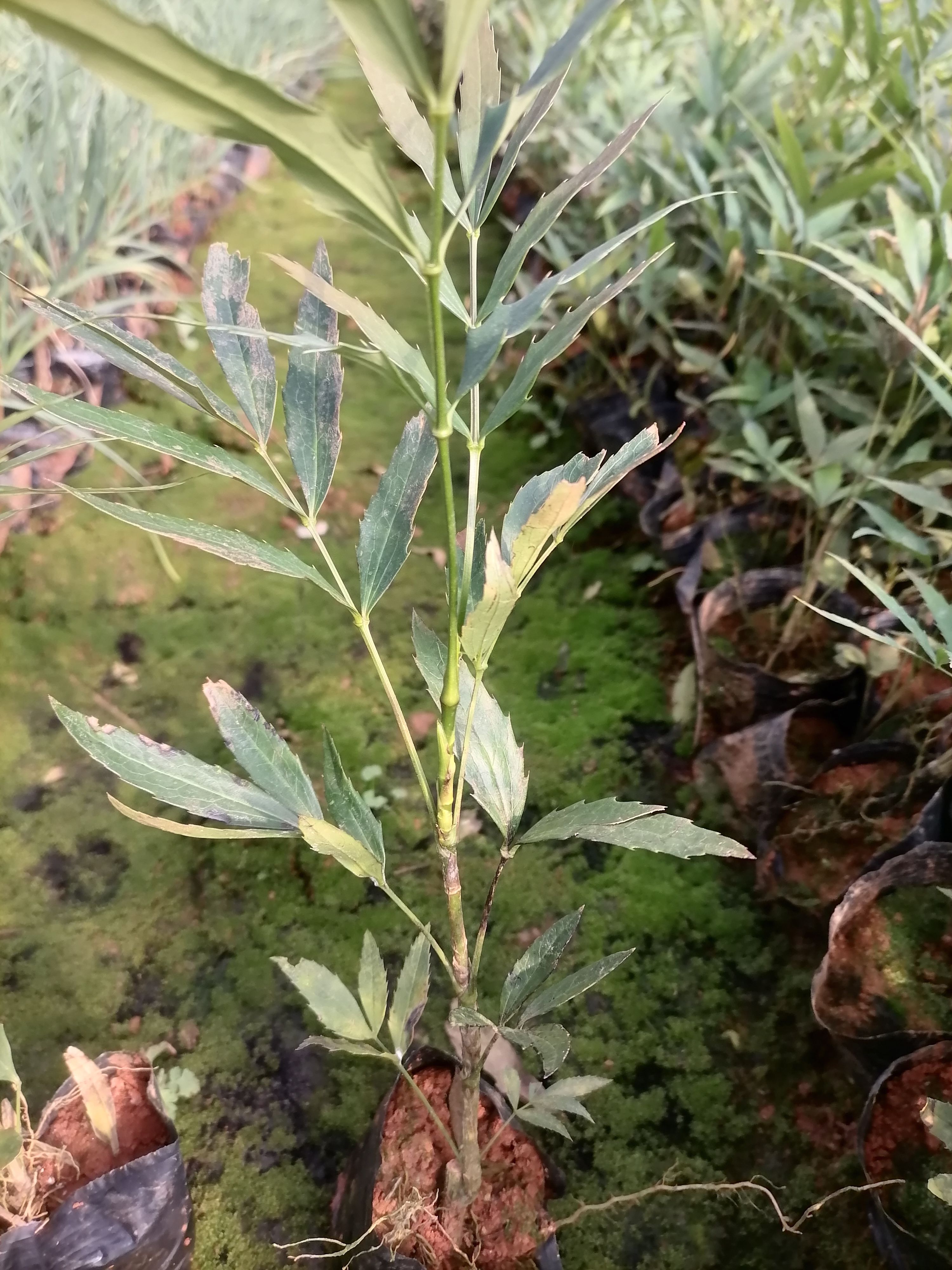  十大功劳  云南十大功劳  苗地直销