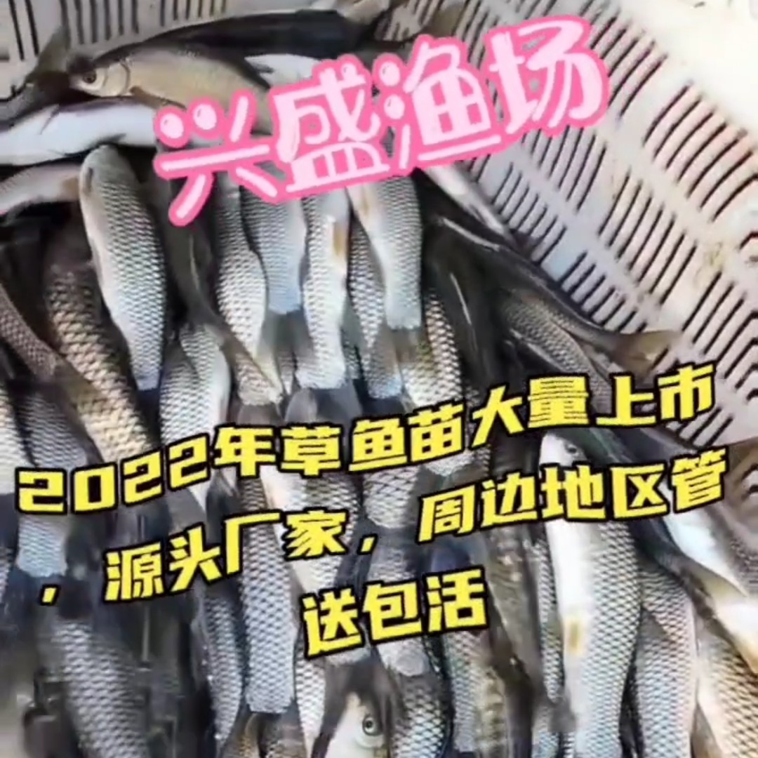 山西省草鱼苗批发/太原市草鱼苗批发
