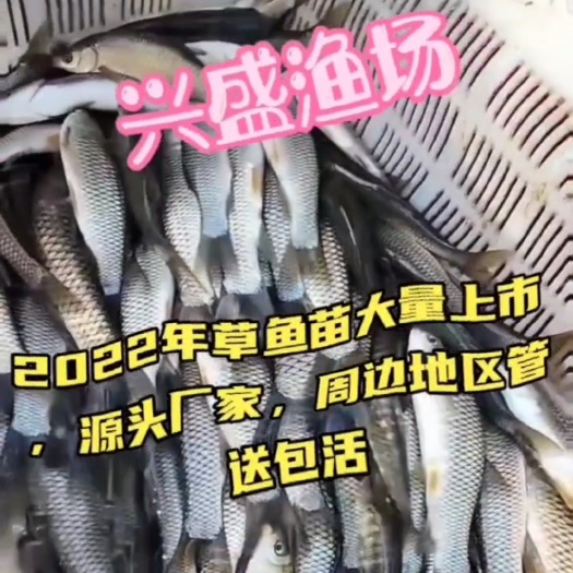 山西省草鱼苗批发/太原市草鱼苗批发
