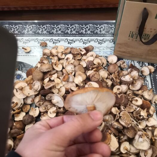 湄潭县马桑菌