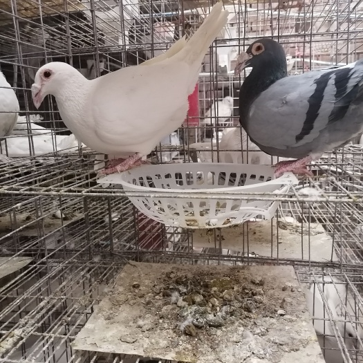石家庄观赏鸽 成年大鼻子种鸽一对