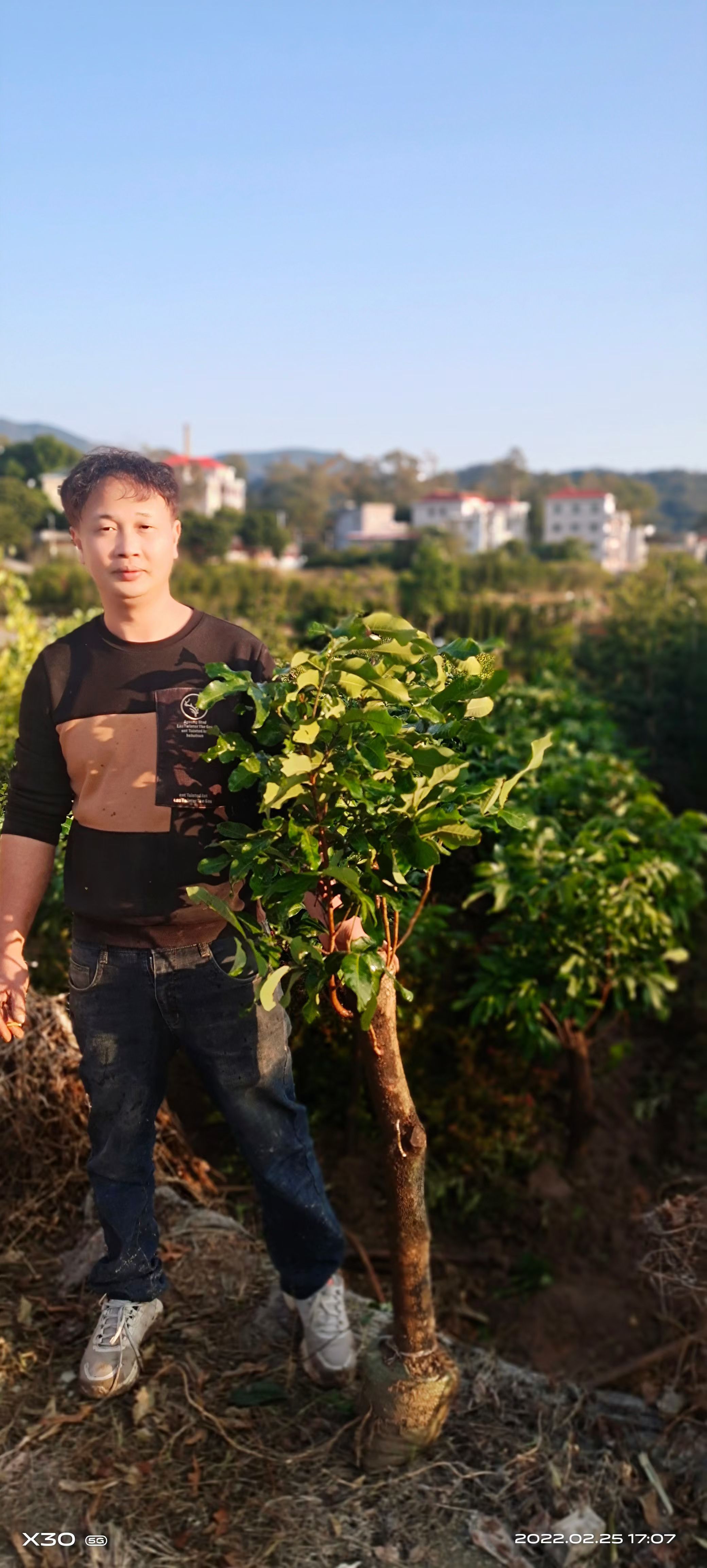 储良龙眼苗 高压龙眼树征地补偿大果小核龙眼树耐寒袋装1四季大乌圆储良福圆