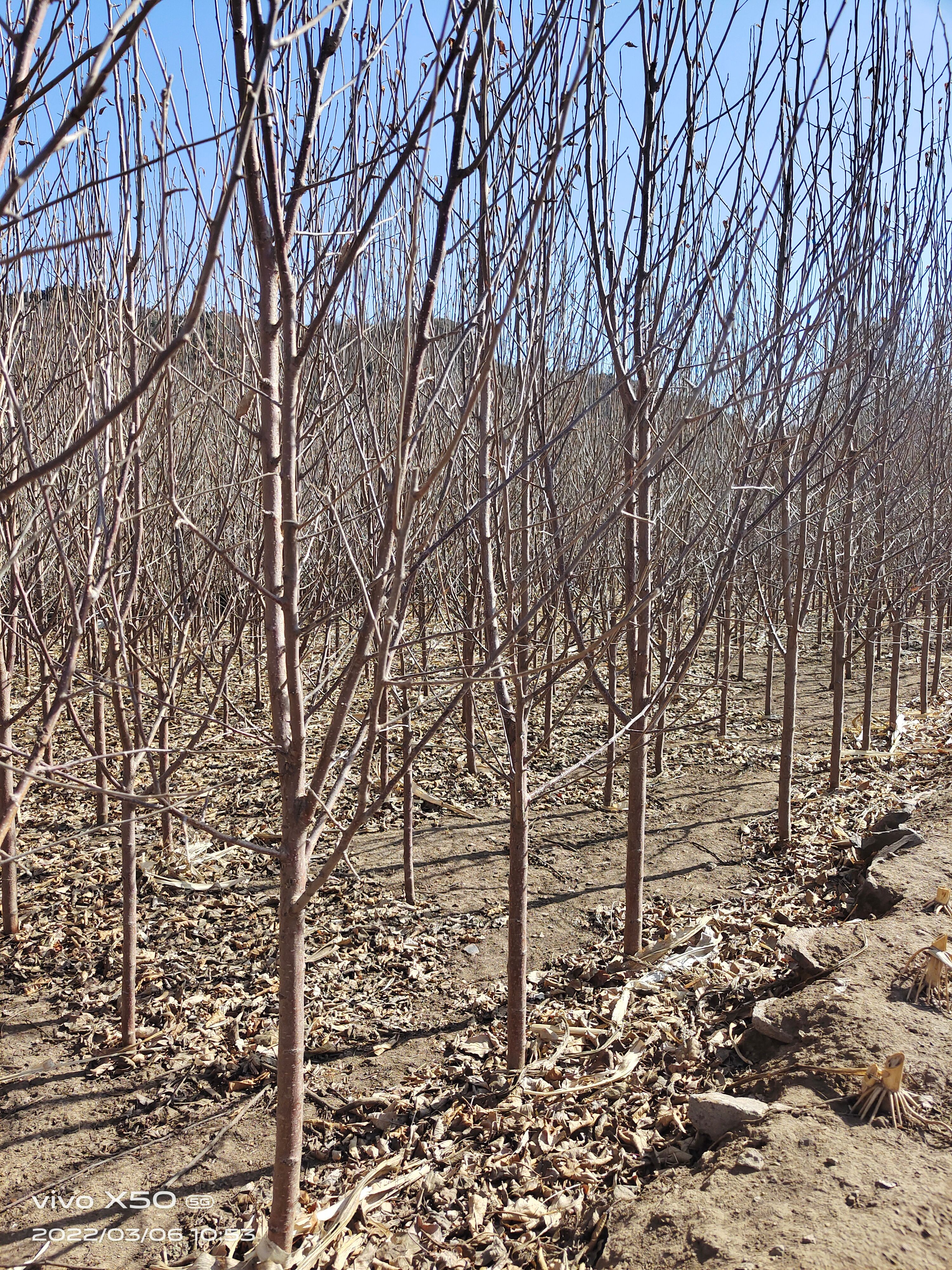 围场满族蒙古族自治县沙果树苗 大量供应123苹果苗，产地货源充足，抗寒能力强