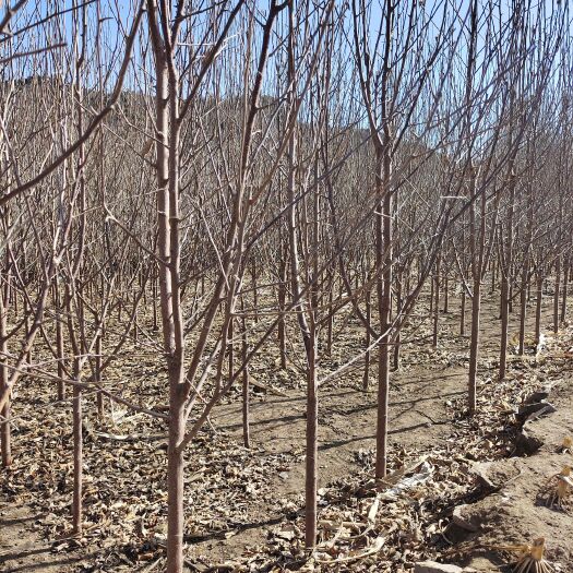 围场县沙果树苗 大量供应123苹果苗，产地货源充足，抗寒能力强