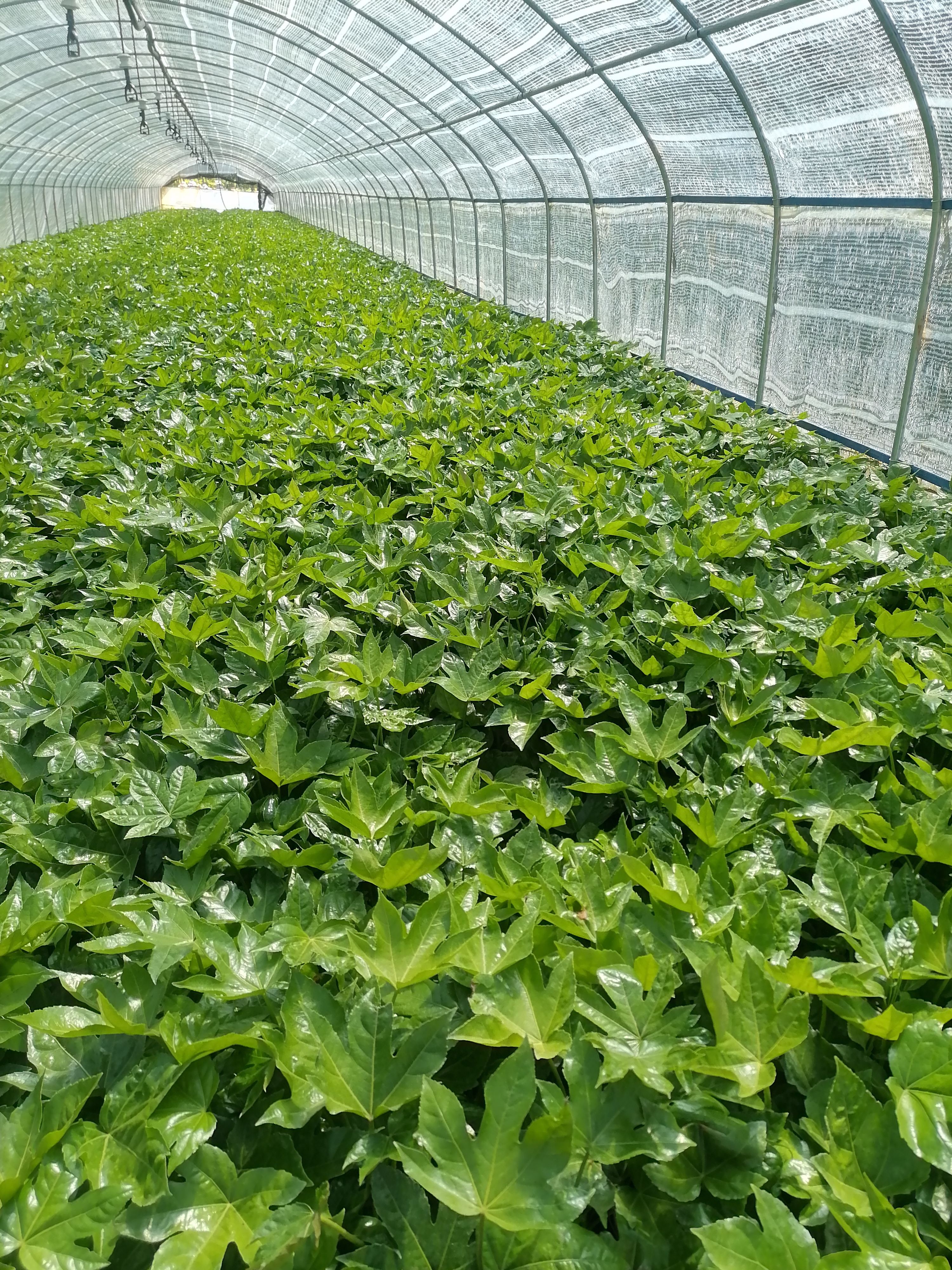 八角金盘苗 八角金盘    云南八角金盘    苗地直销