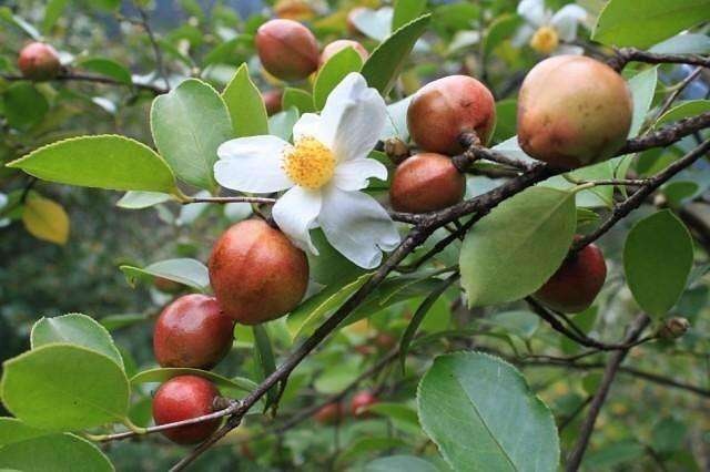 广昌县野生（山茶油）可以用来炒各种美味菜，还可以用来拌饭吃，味道香