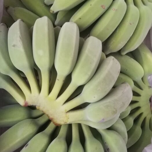 小米蕉 香蕉