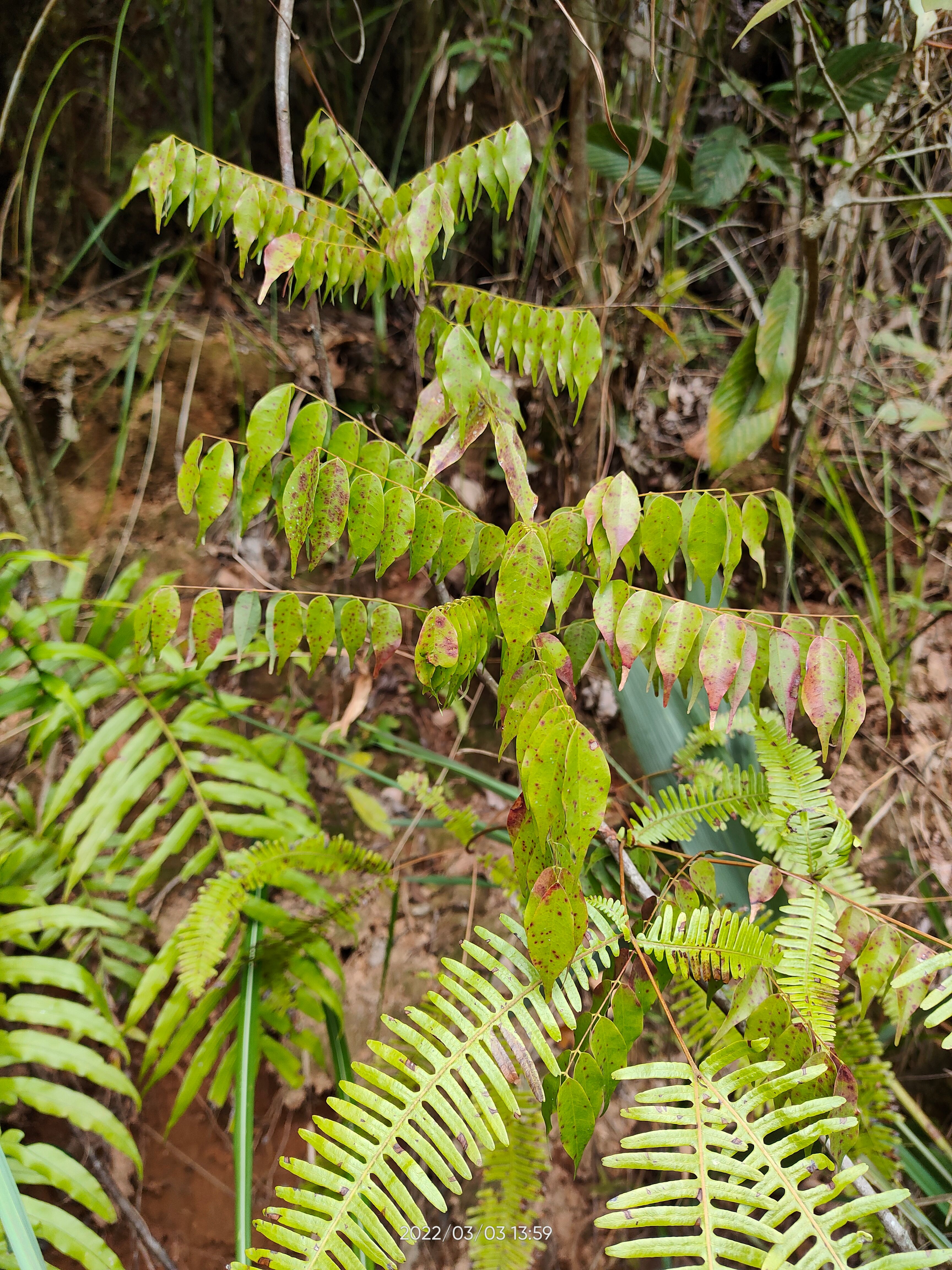 红藤 大山中草药小叶红叶藤 牛栓藤红叶藤 根茎枝叶 新鲜现采