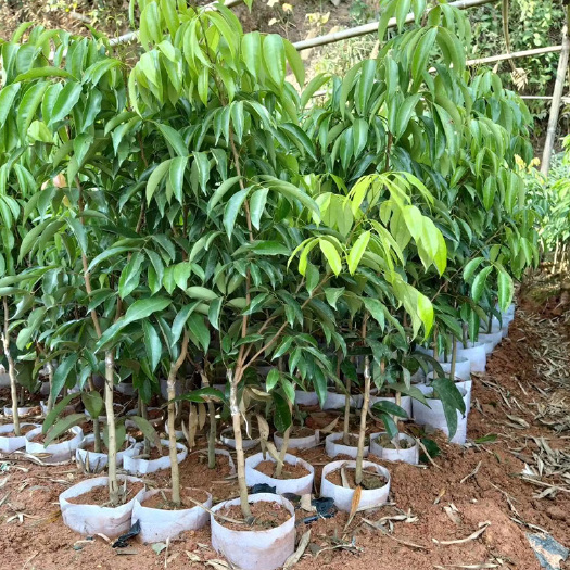 灵山县木苗妃子笑荔枝