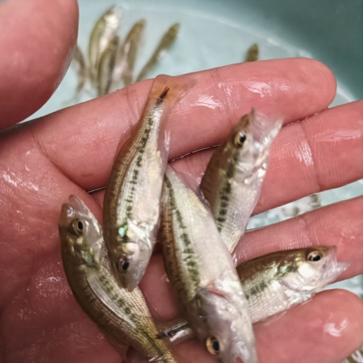 南宁鲈鱼苗 加州鲈鱼苗 优鲈一号鱼苗 鲈鱼水花 渔场直供