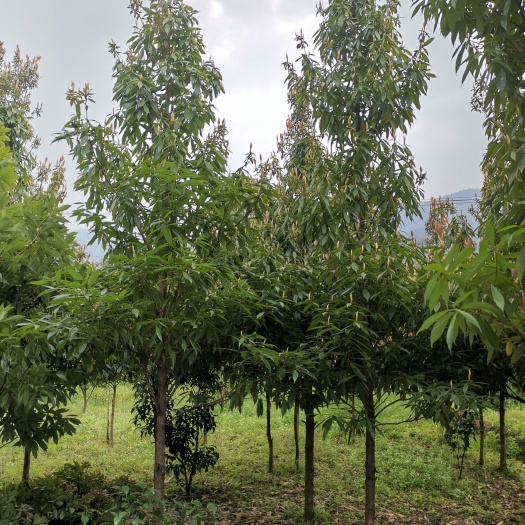 祁阳市楠木