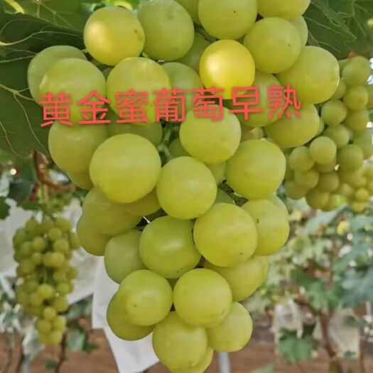 平度市新品种葡萄苗黄金蜜葡萄苗甜葡萄苗