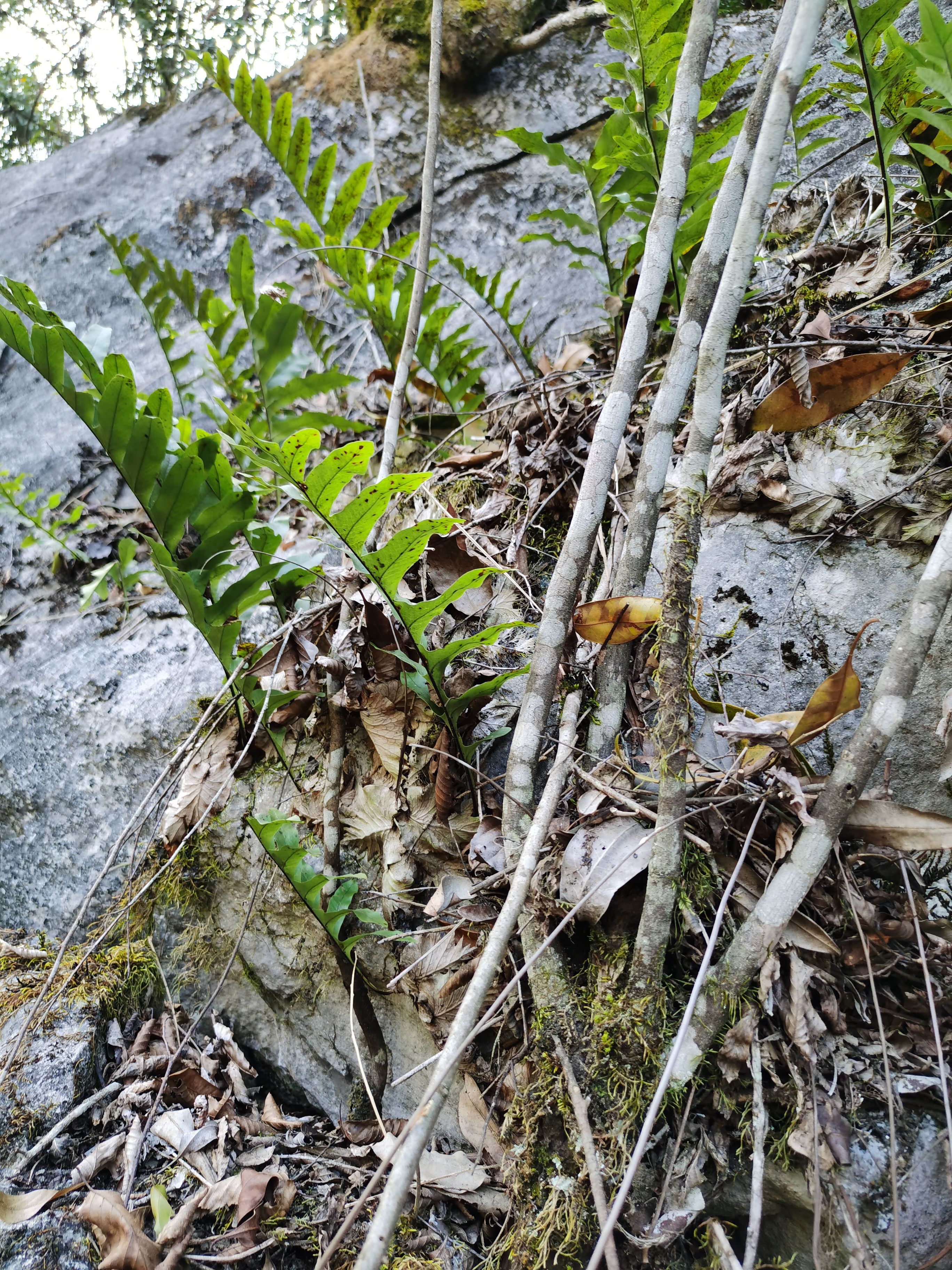  贵州新鲜骨碎补毛姜爬岩姜石岩姜接骨包邮