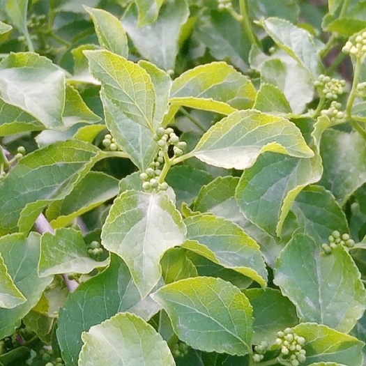 山野菜，绿叶藤，甲叶，承德特产。无质量问题不退换。