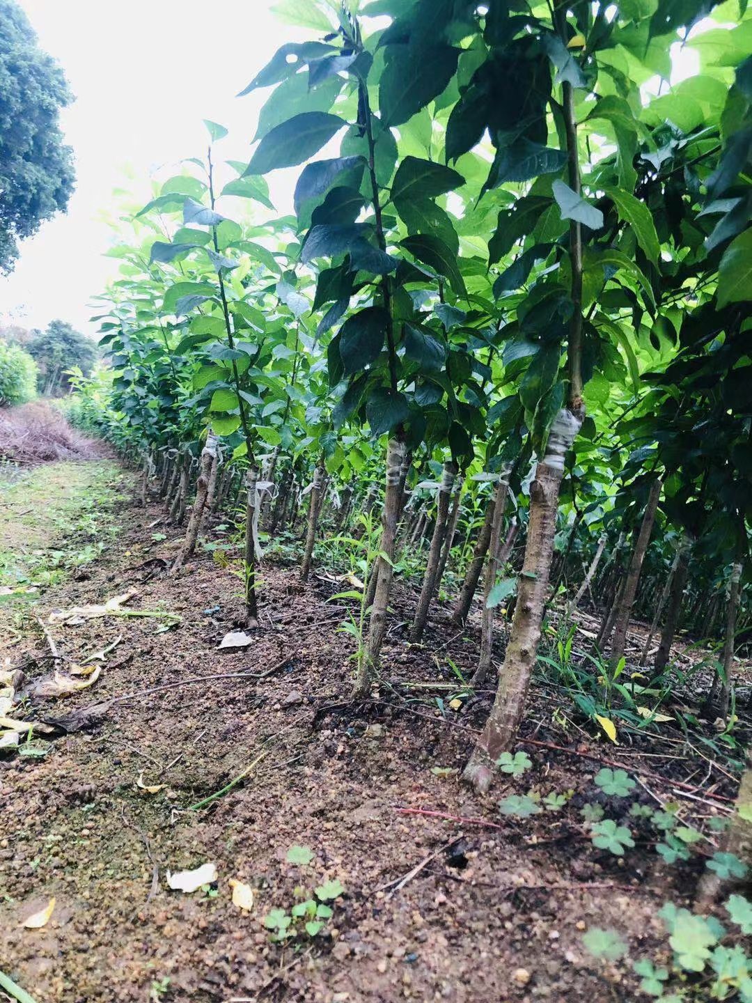 三华李苗 广西正宗嫁接三华李树苗南北方种植果树苗当年结果