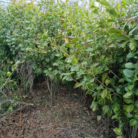 宜丰县红露珍 茶花