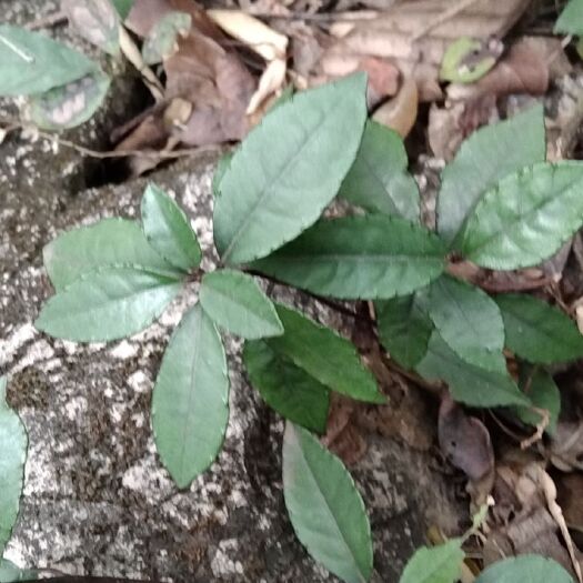柳州矮地茶 新鲜货不出林。