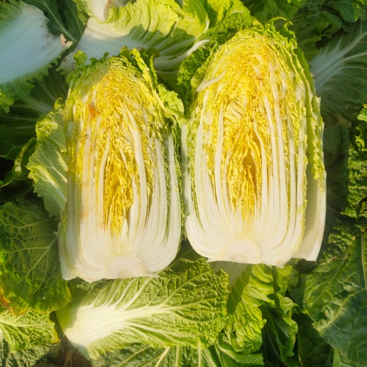 横州市（大白菜）横县黄心大白菜大量上市。欢迎全国各地老板前来采购