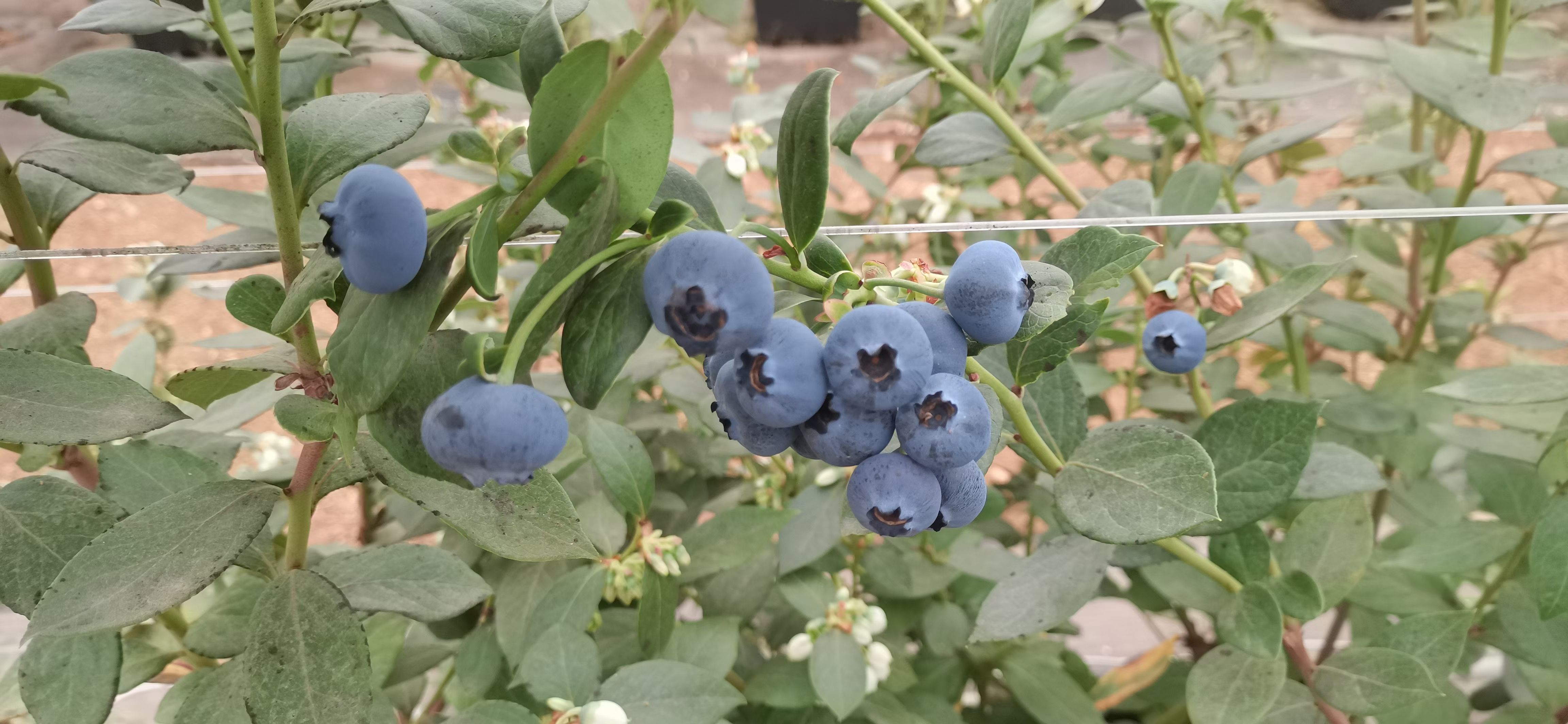 东北蓝莓