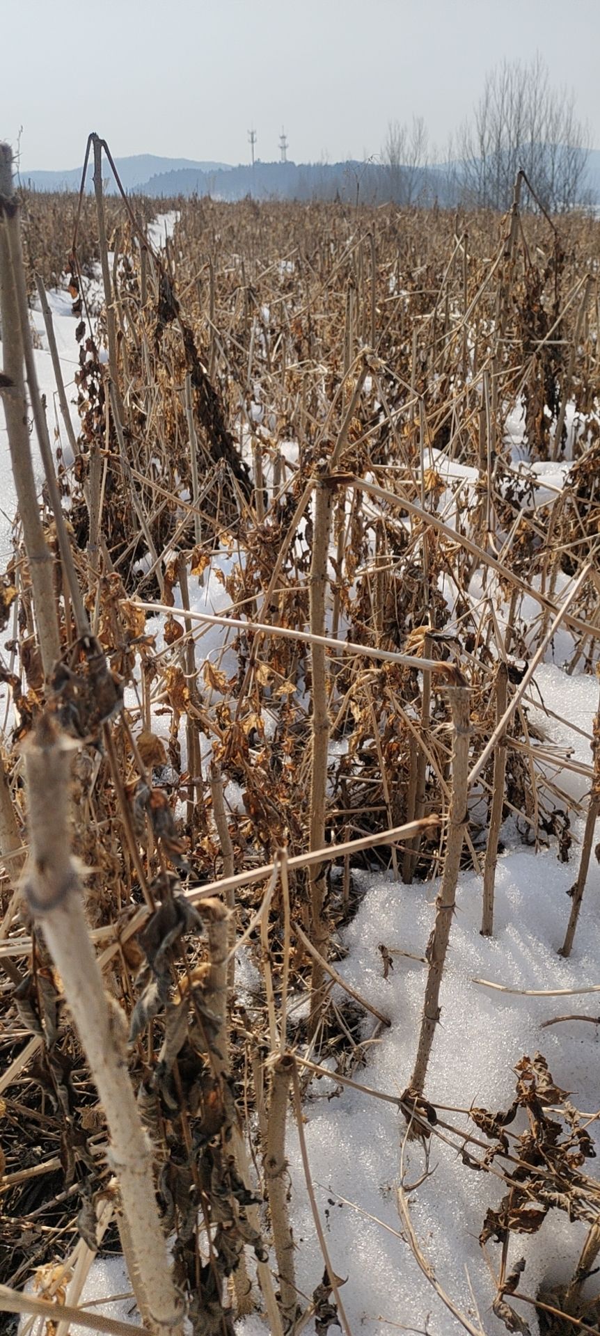 刺老芽苗 大量出售东北地区优质绿库刺嫩芽苗,根系发达,无病害