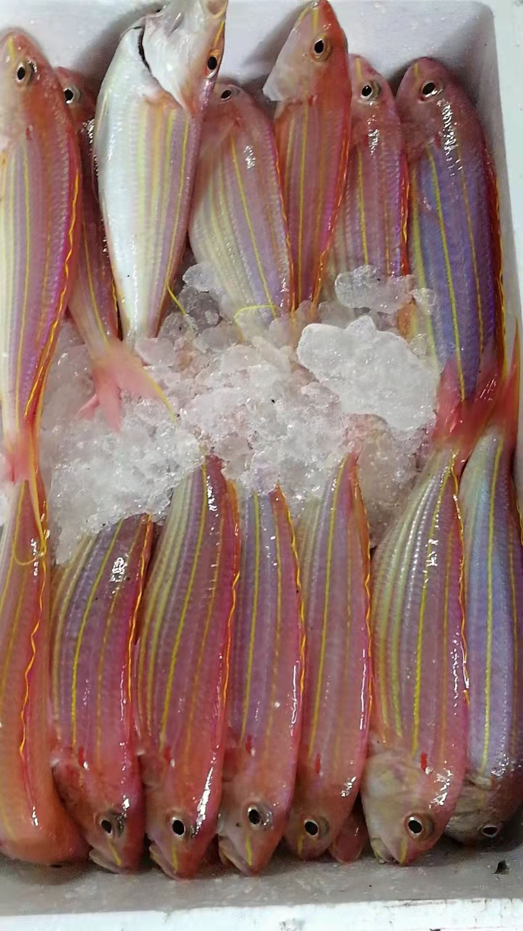 海钓，红杉大金丝鱼 渔船直供天然海鲜水产批发包邮