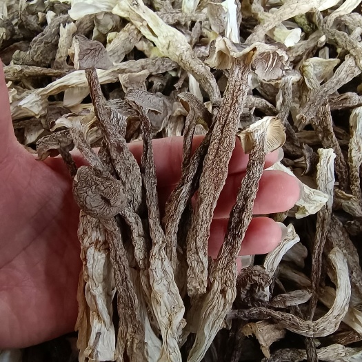 玉林 一级鹿茸菇，量大价优