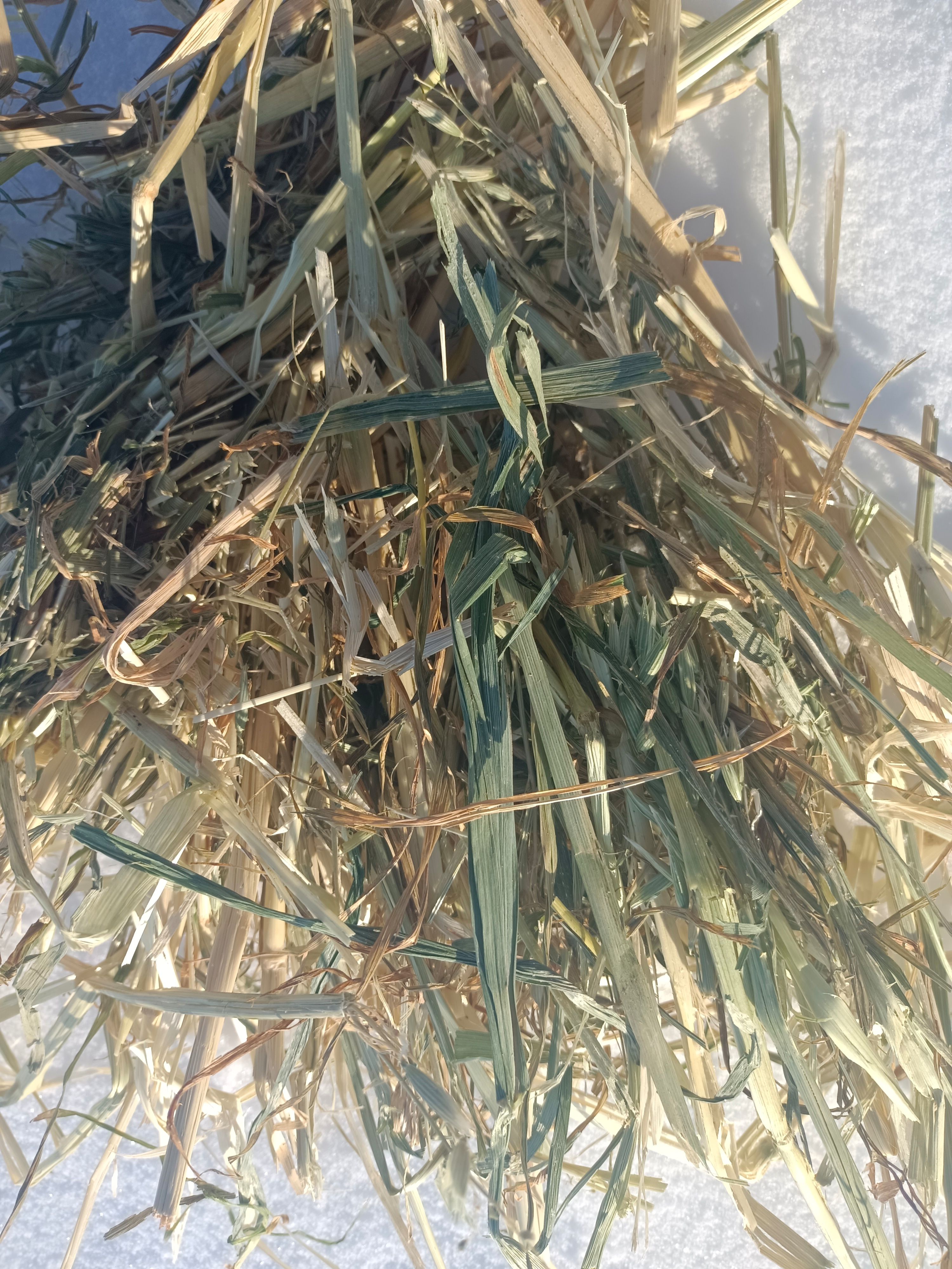  燕麦干草大量出货