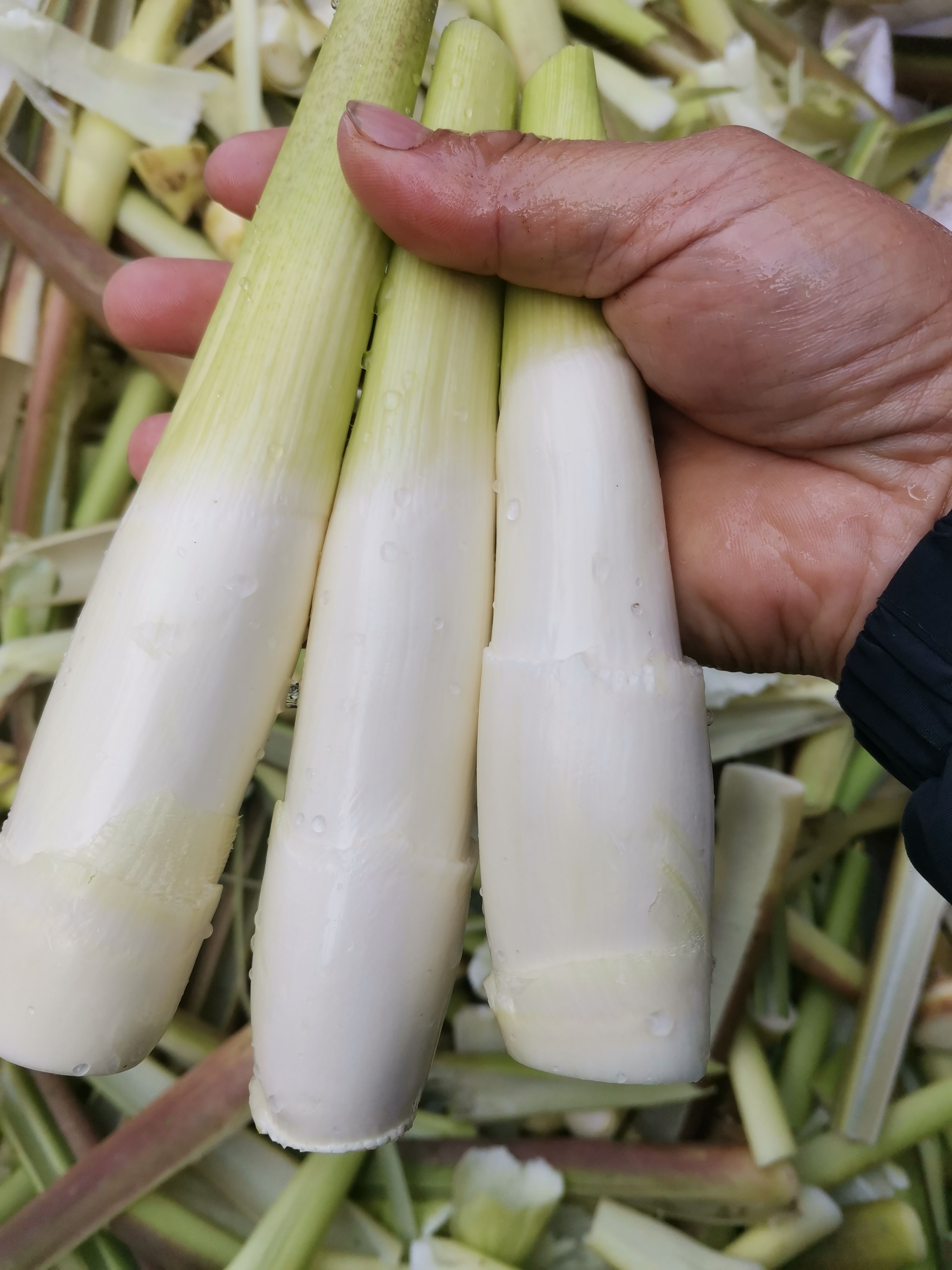 优质茭白苗种单季双季早熟新鲜茭白苗高瓜苗高笋苗龙虾塘鱼塘种植