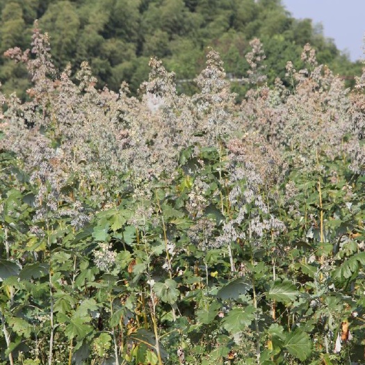 湘潭县博落回 种植周期短，种苗