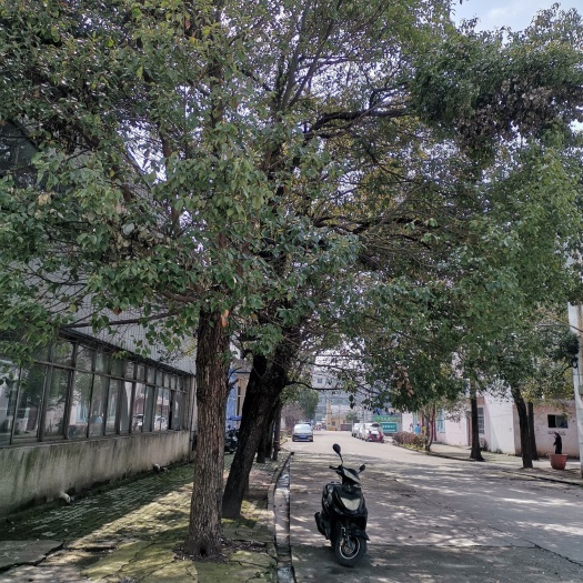 咸宁多杆香樟 大叶樟树一尺围，二尺围