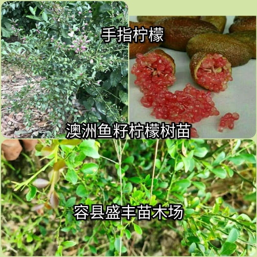 容县香水柠檬苗 澳洲鱼籽酱手指柠檬树苗鱼籽柠檬树苗嫁接苗
