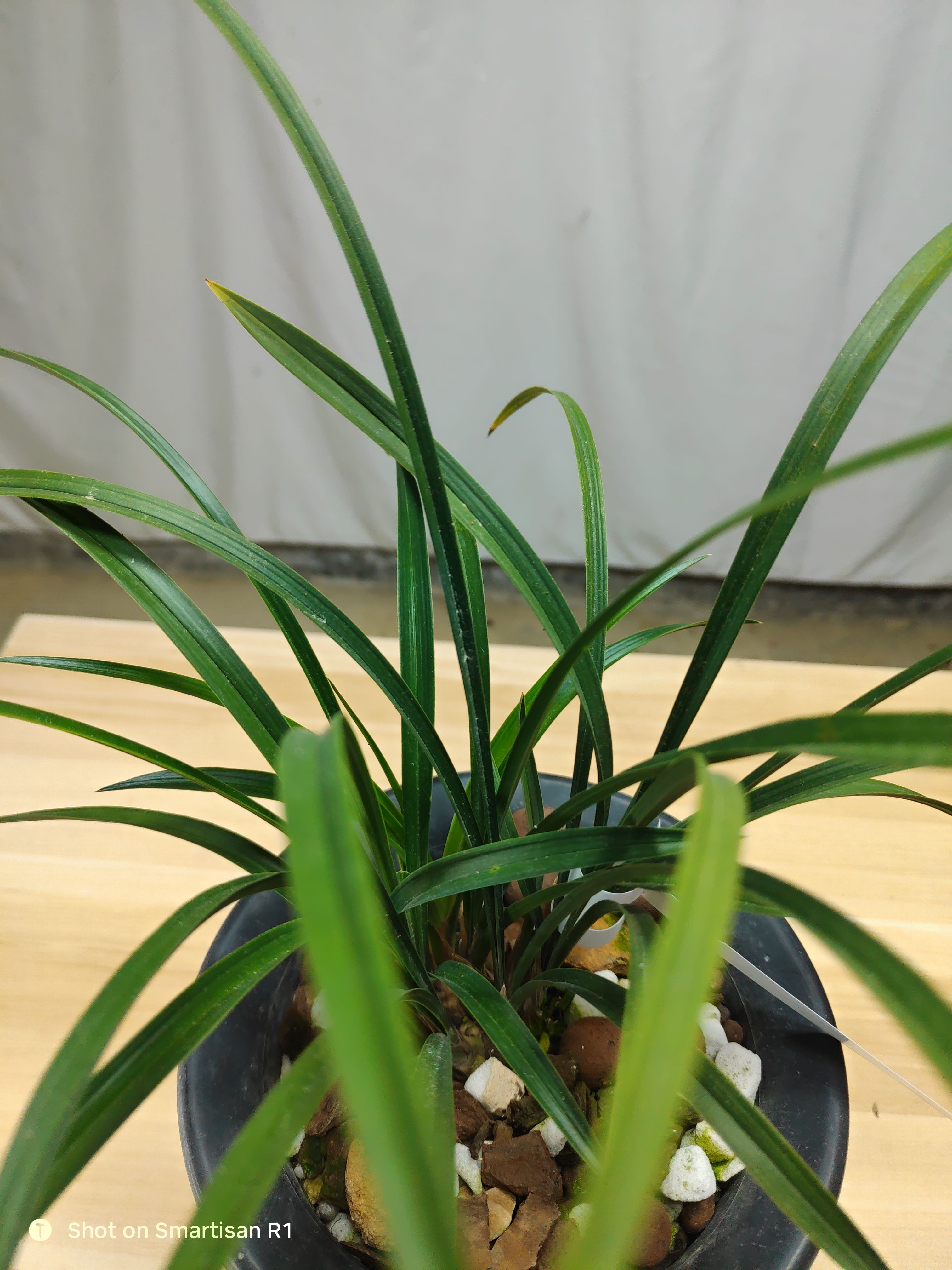 老种宋梅春兰名品