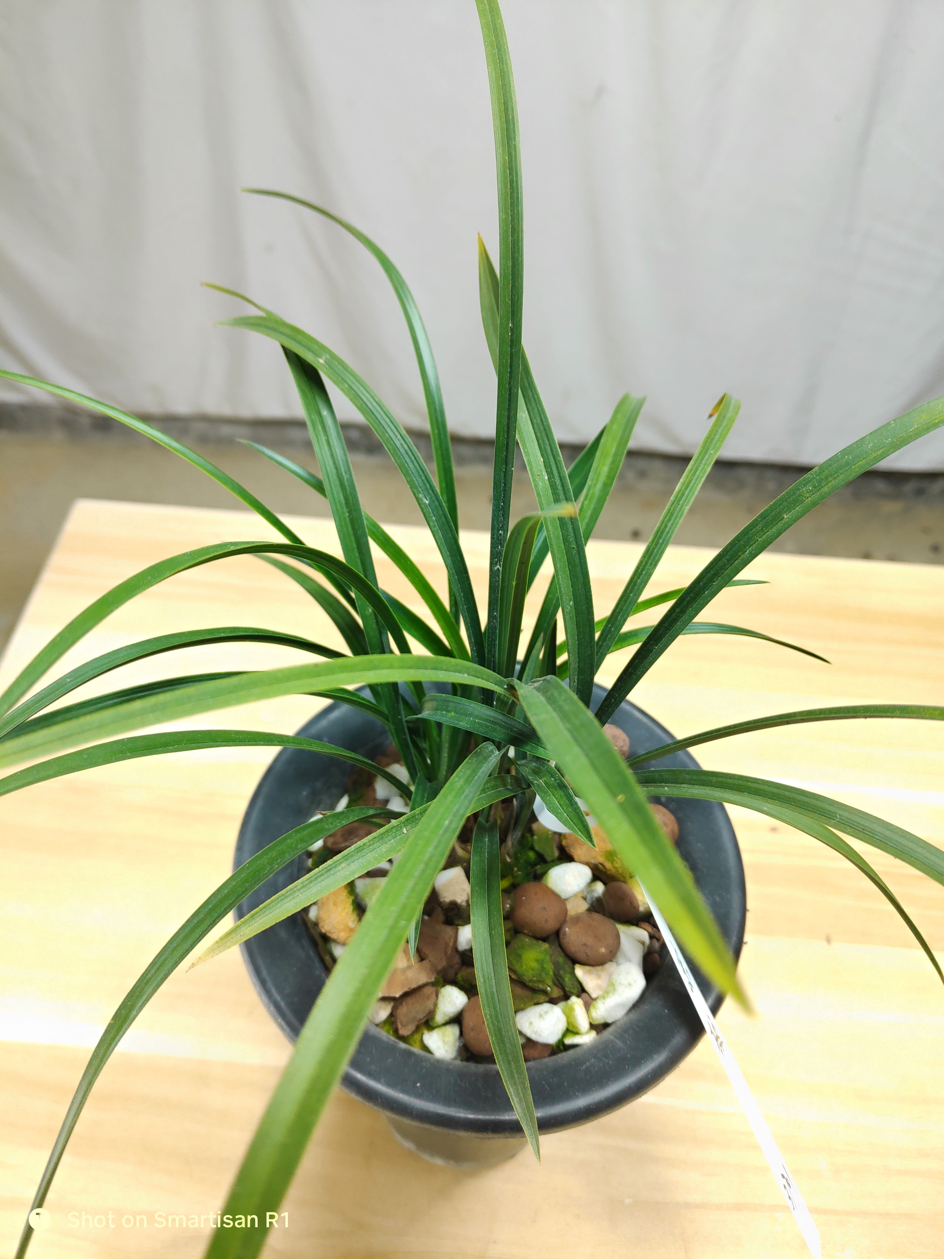 老种宋梅春兰名品