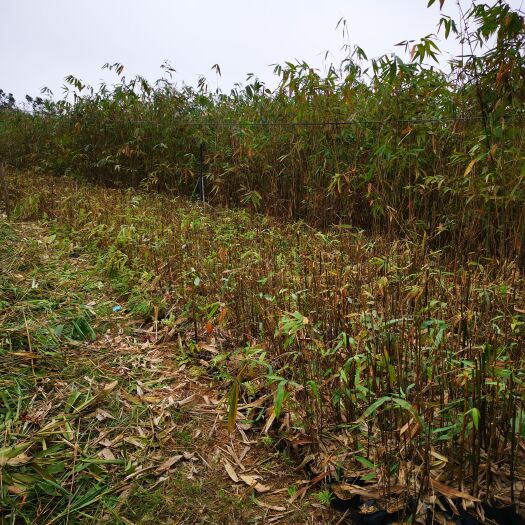 柳城县麻竹杯苗 按杯卖可分2-3株苗，马来麻竹又名马来甜龙竹。