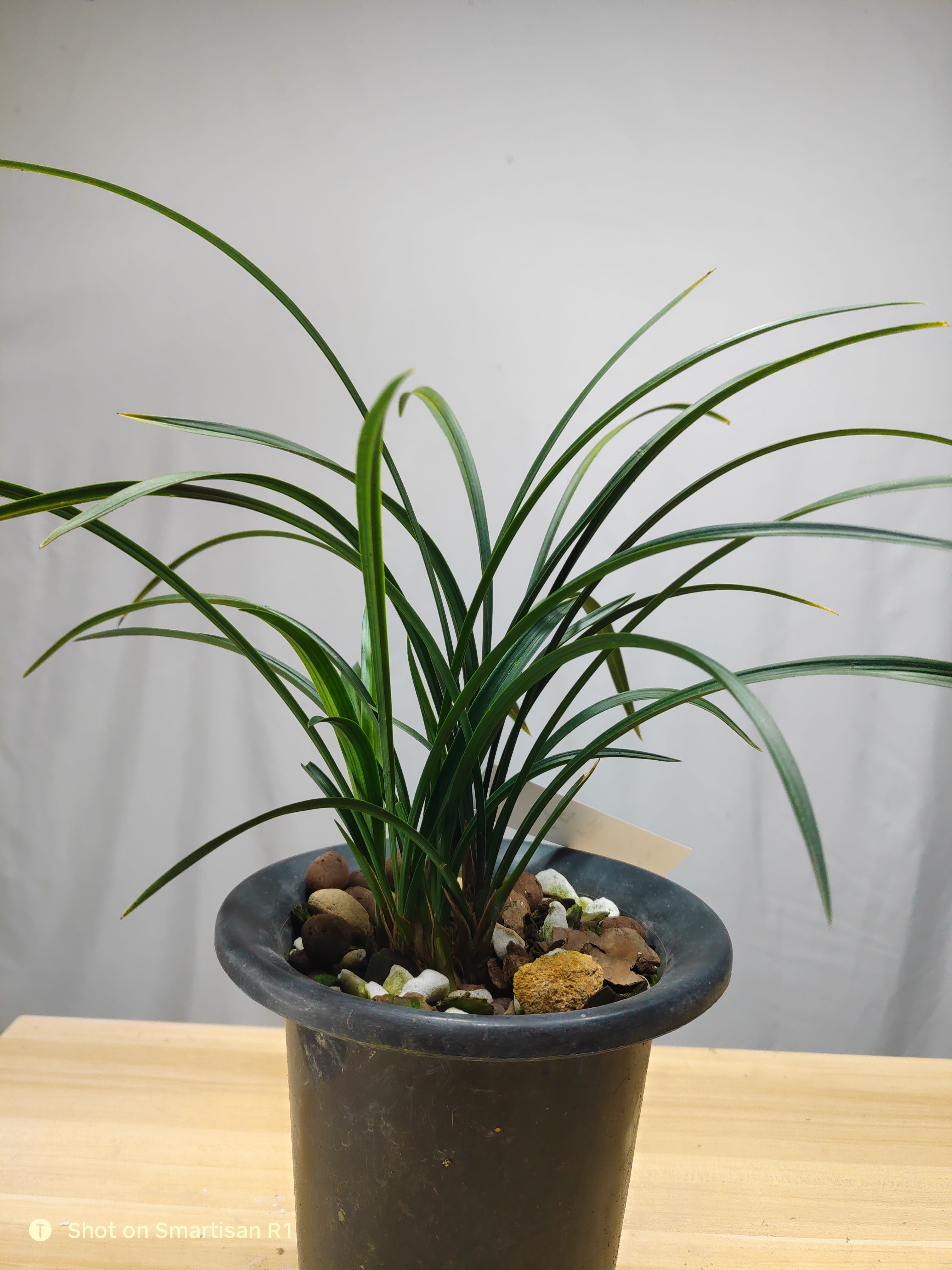 老种宋梅春兰名品