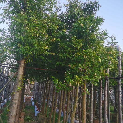 普宁市 阴香6-8光棍