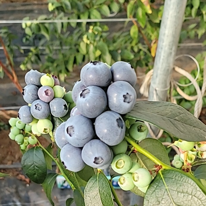 东北蓝莓