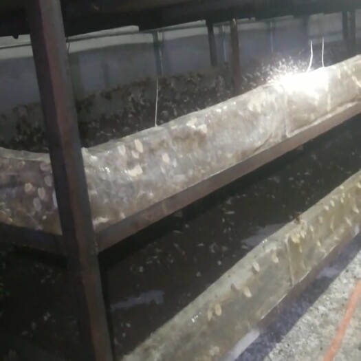 玉山县 冻蜗牛肉