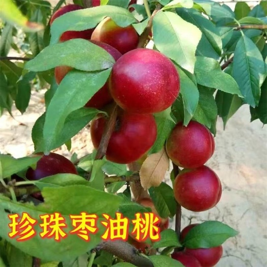 珍珠枣油桃苗，枣味油桃，糖度高，易管理，苗圃直发，保证纯度