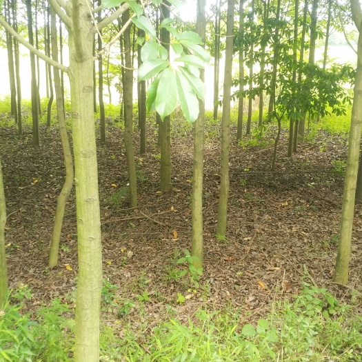 武汉 乐昌含笑，低价处理，价格好商量着急出适当降低价格一点问题没有