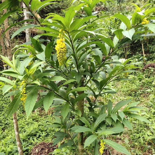 昭平县黄花倒水莲盆栽  黄花参  15年左右活桩  裸根发货