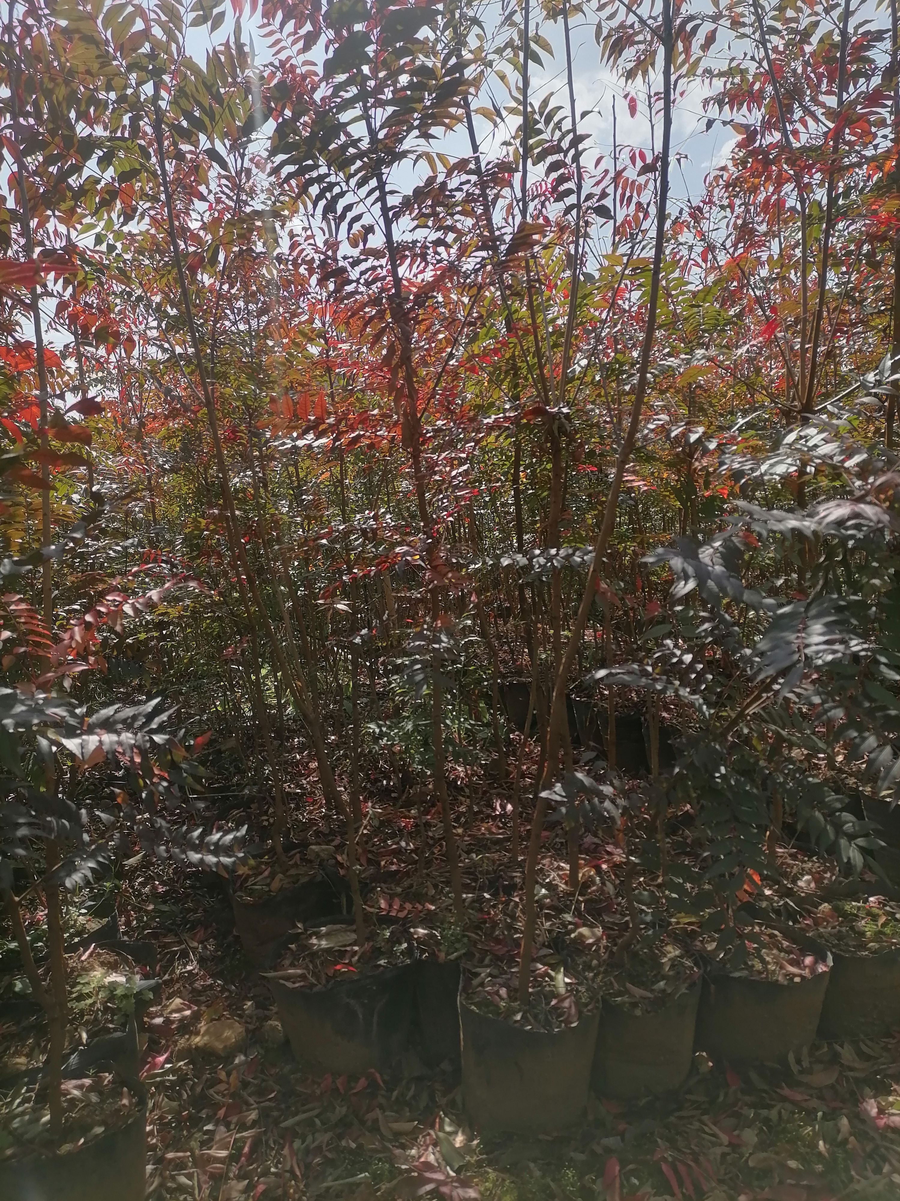 宜良县黄连木  黄连木，云南红连木种植，大小规格都有
