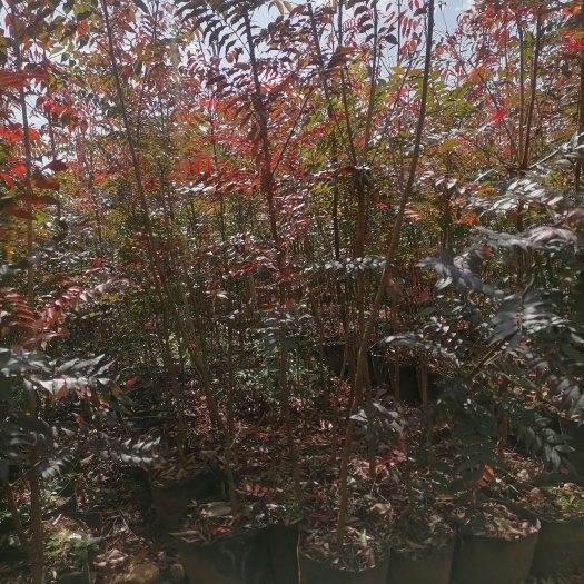 宜良县黄连木  黄连木，云南红连木种植，大小规格都有