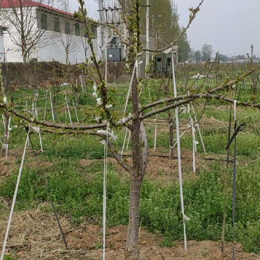 正定县樱桃苗 吉塞拉根系樱桃树，5年树